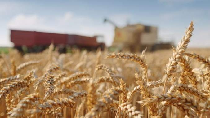 Какую помощь окажут аграриям-зерновикам северных регионов Казахстана