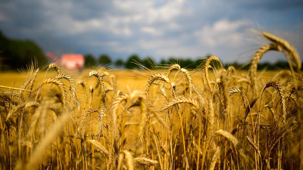 Цены экспортных поставок пшеницы упали на 13% за год