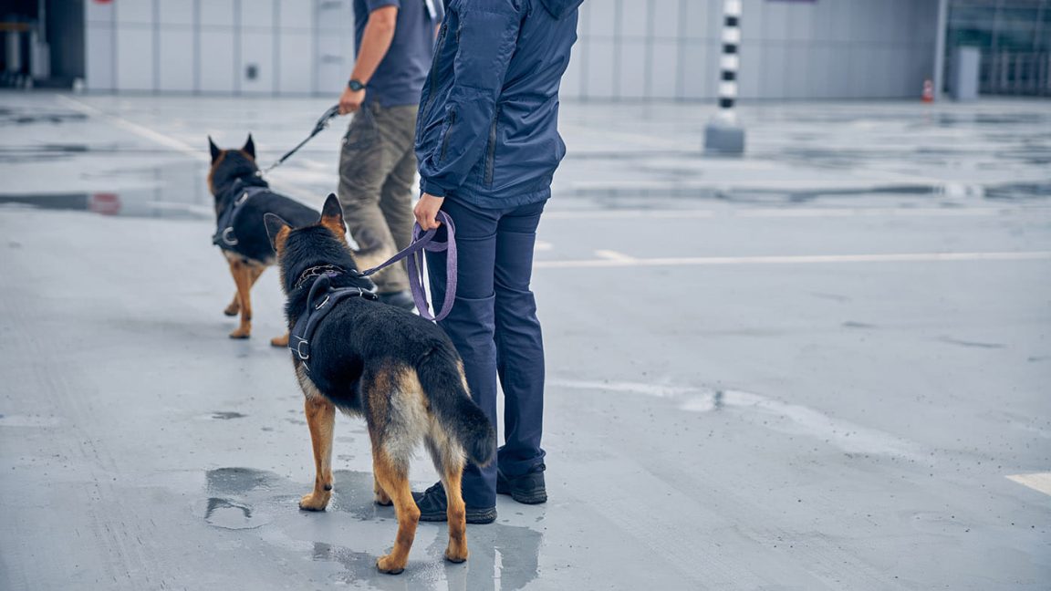 security workers with dogs guarding airport territ 2023 11 27 05 08 20 utc 1152x648 1