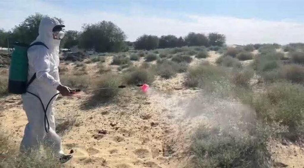 В Кызылординской области обработано более 10 тыс га сельхозземель против саранчовых вредителей.