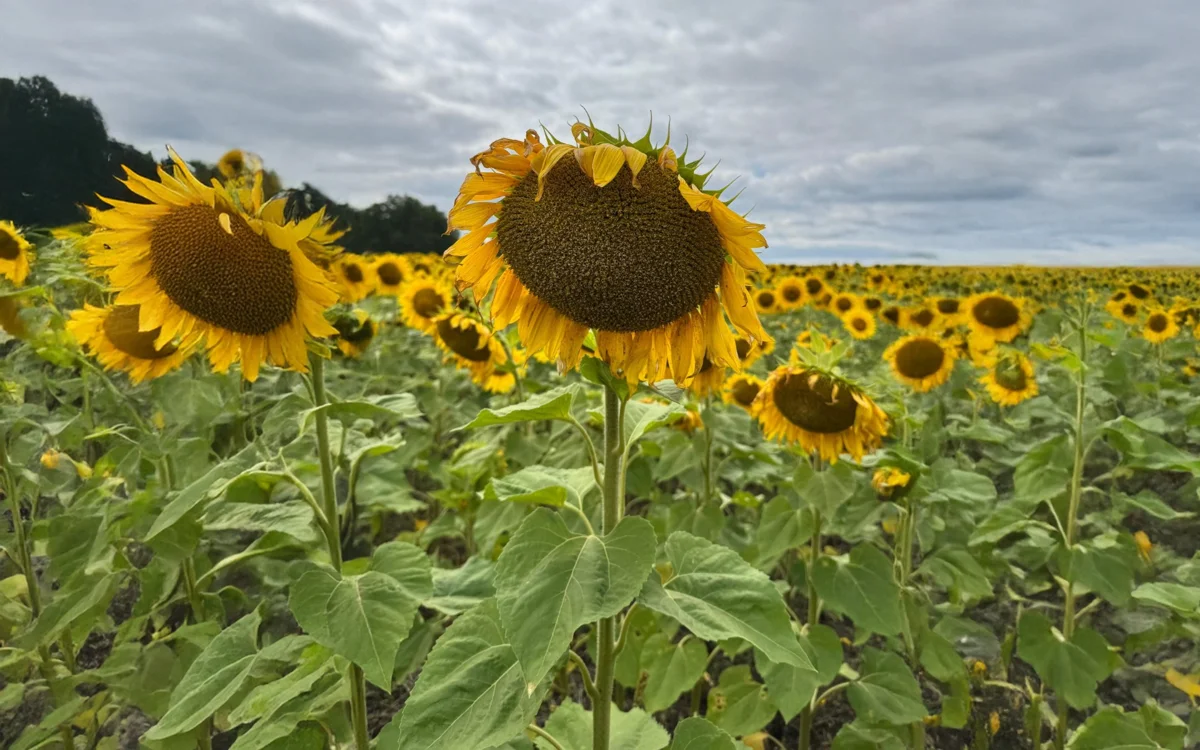 18d7d0b3 01c8 4a19 8c0b 7c51e96534bd