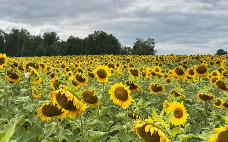 Казахстан делает ставку на прибыльные и устойчивые агрокультуры 3 Казахстан делает ставку на прибыльные и устойчивые агрокультуры