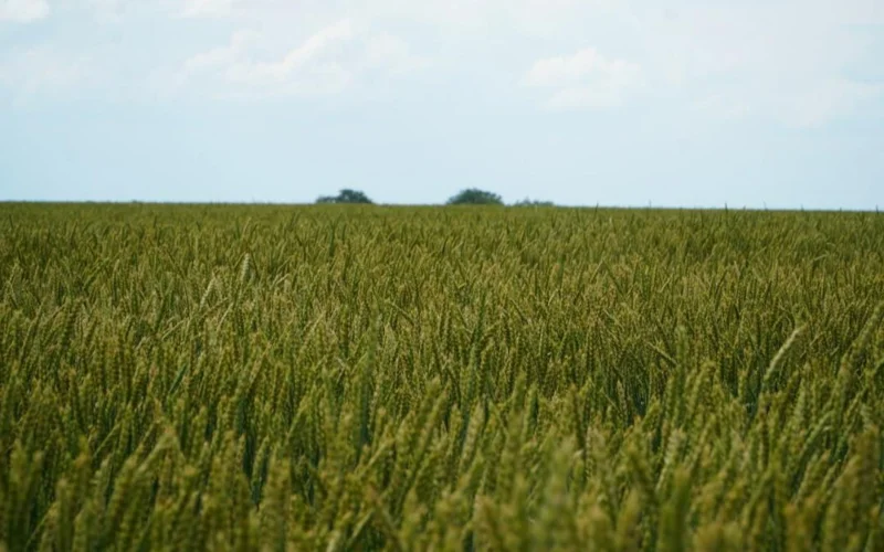 Казахстан делает ставку на прибыльные и устойчивые агрокультуры 5 Казахстан делает ставку на прибыльные и устойчивые агрокультуры