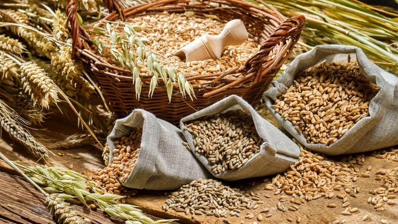 Казахстан увеличит объем глубокой переработки зерновых в пять раз