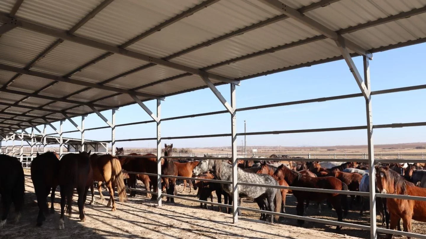 В СКО начали выпуск сублимированного кобыльего молока с немецкой технологией