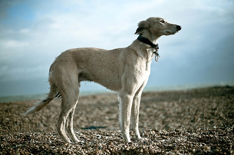 1644804942 3 sobakovod club p sobaki poroda tazi 5