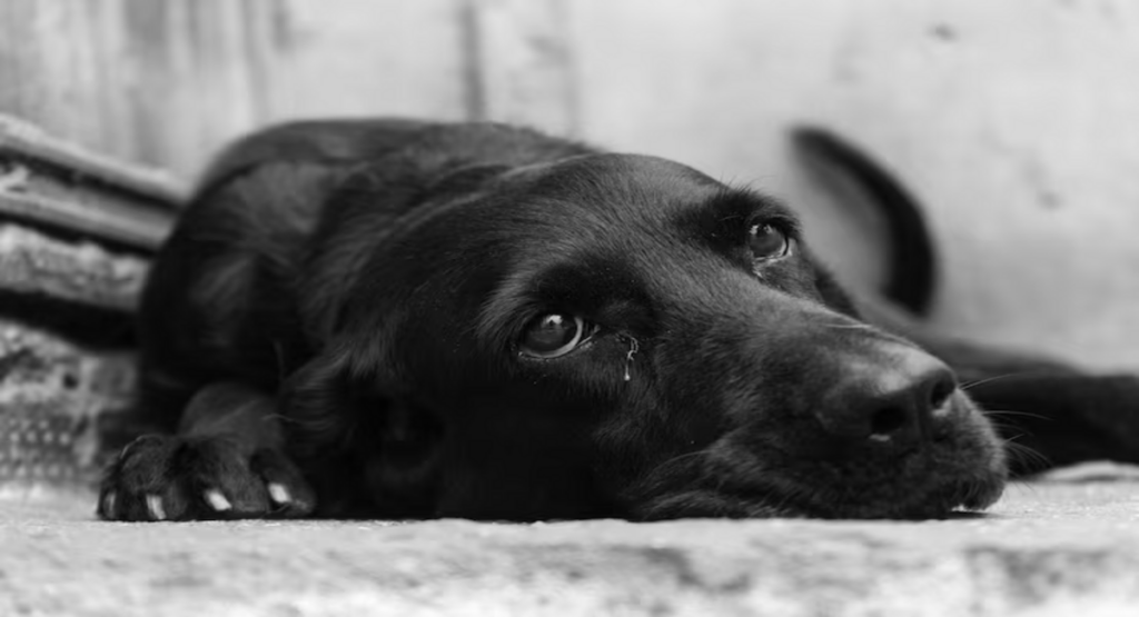 greyscale closeup shot cute blac
