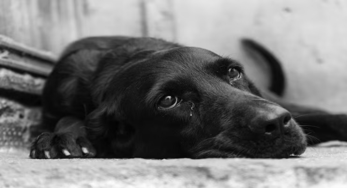 greyscale closeup shot cute blac