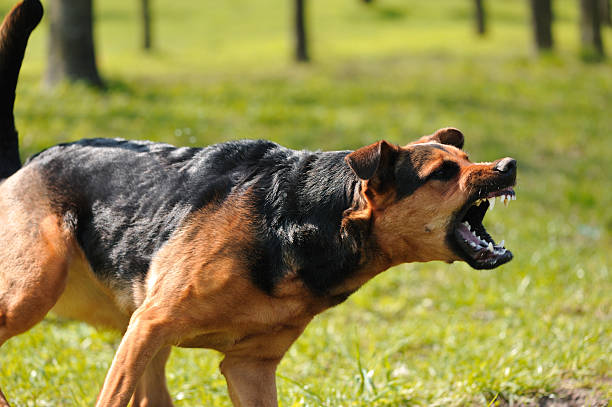 istockphoto 149075263 612x612 1